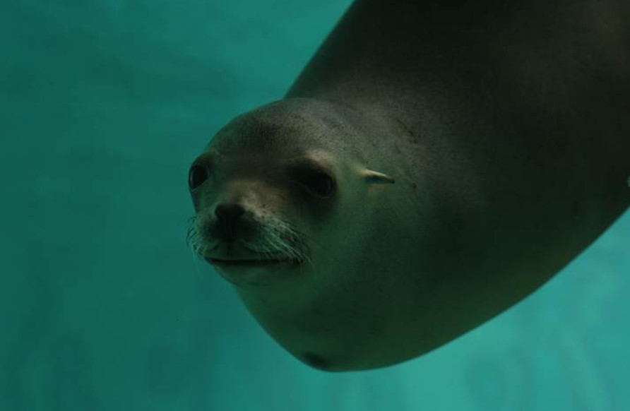 Kevin Hines Survived a Jump Off The Golden Gate Bridge 4 Kevin Hines sea lion