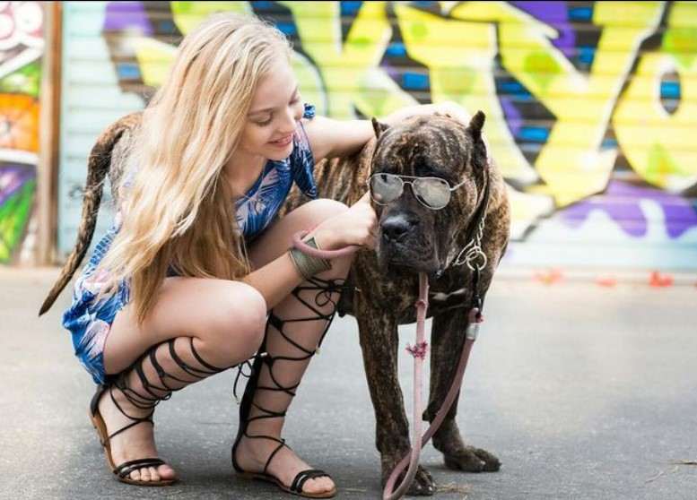 Brynn Rumfallo (Dancer) Height, Weight, Age, Boyfriend, Parents, Siblings, Ethnicity, Wiki, Biography, Net Worth, Facts, and More 5 Brynn Rumfallos dog lover