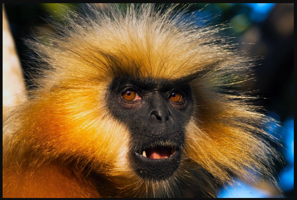 Gees Golden Langur &ndash; Facts Diet Habitat Pictures
