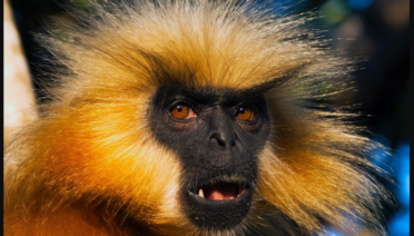 Gees Golden Langur – Facts Diet Habitat Pictures