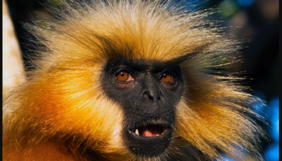Gee’s Golden Langur – Facts, Diet, Habitat & Pictures 8 Gees Golden Langur – Facts Diet Habitat Pictures